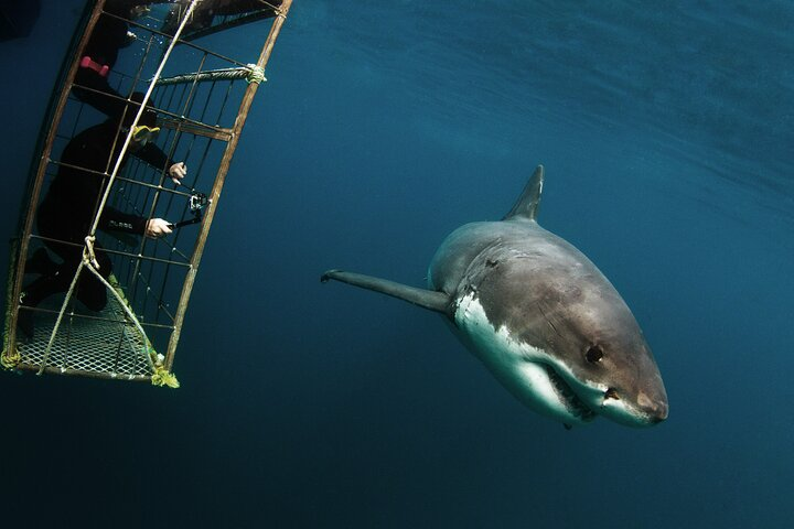 Shark Explorers - Photo 1 of 9